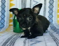 Reaper, a male Chihuahua for sale in Vilonia, AR – 3 of 5