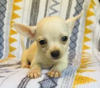Remi , a male Chihuahua for sale in Vilonia, AR – 8 of 9