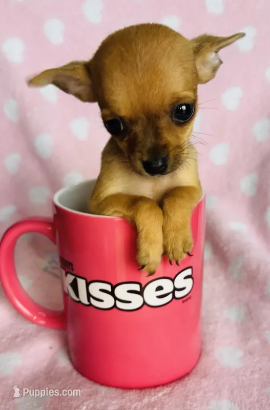 Cricket – Chihuahua puppy for sale in Vilonia, AR