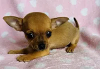 Cricket, a female Chihuahua for sale in Vilonia, AR – Photo 2 of 2