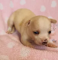 Rio, a male Chihuahua for sale in Vilonia, AR – 3 of 4