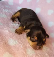 Chico, a male Chihuahua for sale in Vilonia, AR – Photo 2 of 2