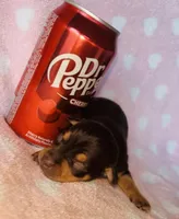 Chico, a male Chihuahua for sale in Vilonia, AR – Photo 1 of 2