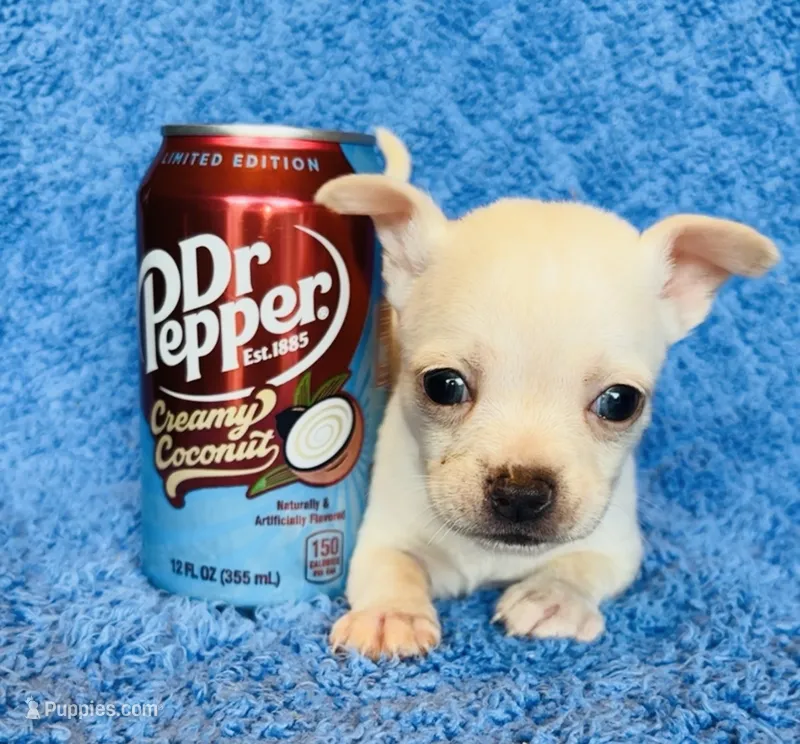 Remi  – Chihuahua puppy for sale in Vilonia, AR