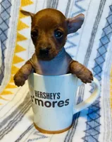 Reba , a female Chinese Crested and Miniature Pinscher for sale in Vilonia, AR – 3 of 3