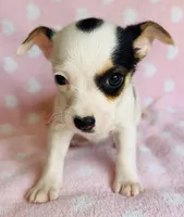 Phoebe , a female Chihuahua for sale in Vilonia, AR – 2 of 3