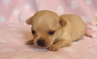 Nugget, a female Chihuahua for sale in Vilonia, AR – 2 of 4