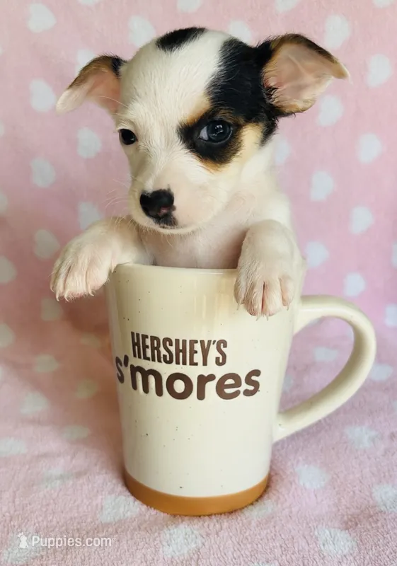 Phoebe  – Chihuahua puppy for sale in Vilonia, AR