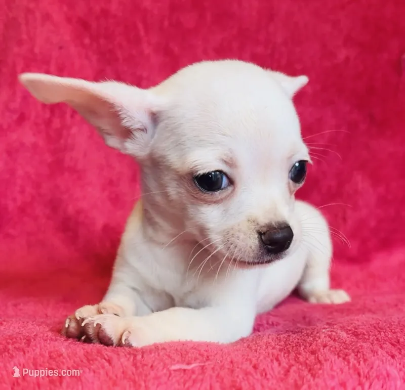 Remi  – Chihuahua puppy for sale in Vilonia, AR