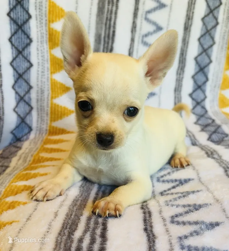 Boujee  – Chihuahua puppy for sale in Vilonia, AR