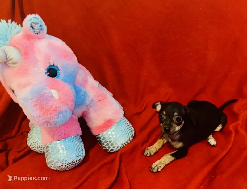 Cricket – Chihuahua puppy for sale in Vilonia, AR