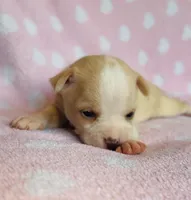 Nacho, a male Chihuahua for sale in Vilonia, AR – 4 of 4