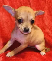 Ginger, a female Chihuahua for sale in Vilonia, AR – Photo 1 of 2