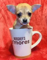 Ginger, a female Chihuahua for sale in Vilonia, AR – Photo 2 of 2