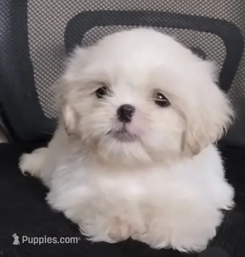 Snow – Shih Tzu puppy for sale in Vilonia, AR