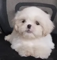 Snow, a female Shih Tzu for sale in Vilonia, AR – 1 of 1