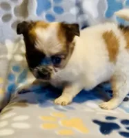 Biscuit , a male Chihuahua for sale in Vilonia, AR – 3 of 10