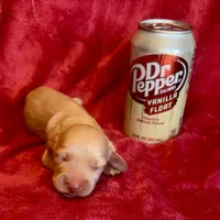 Sunny, a male Miniature Dachshund for sale in Vilonia, AR – 2 of 2