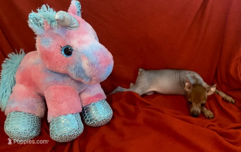 Reba  – Chinese Crested, Miniature Pinscher puppy for sale in Vilonia, AR