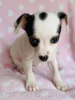 Monica, a female Chihuahua for sale in Vilonia, AR – 2 of 3