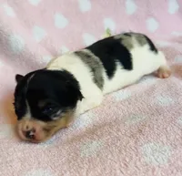 Gizmo, a male Chihuahua for sale in Vilonia, AR – 4 of 4