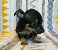 Cricket, a female Chihuahua for sale in Vilonia, AR – 4 of 5
