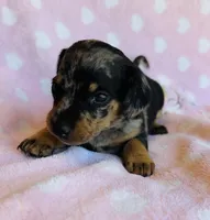 Nova, a female Miniature Dachshund for sale in Vilonia, AR – Photo 2 of 4