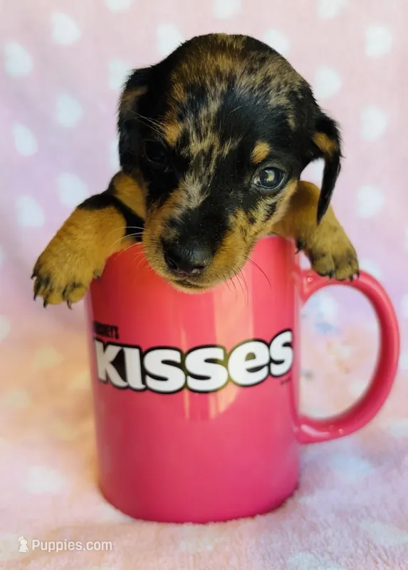 Nova – Miniature Dachshund puppy for sale in Vilonia, AR