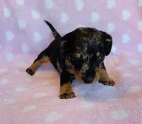 Nova, a female Miniature Dachshund for sale in Vilonia, AR – Photo 3 of 4