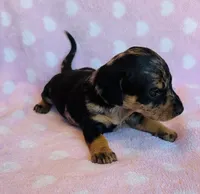 Nova, a female Miniature Dachshund for sale in Vilonia, AR – Photo 4 of 4