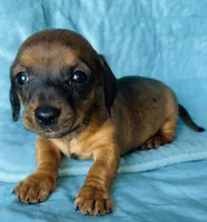 Franky , a male Miniature Dachshund for sale in Vilonia, AR – Photo 1 of 2
