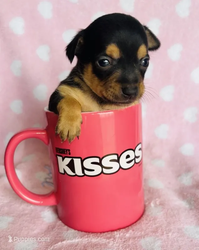 Jax – Chihuahua puppy for sale in Vilonia, AR