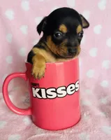 Jax, a male Chihuahua for sale in Vilonia, AR – Photo 1 of 2