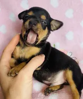 Jax, a male Chihuahua for sale in Vilonia, AR – Photo 2 of 2