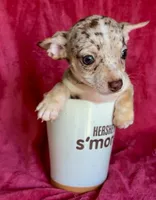 Pluto, a male Chihuahua for sale in Vilonia, AR – 2 of 7