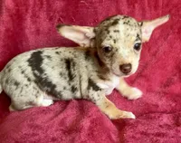 Pluto, a male Chihuahua for sale in Vilonia, AR – 7 of 7