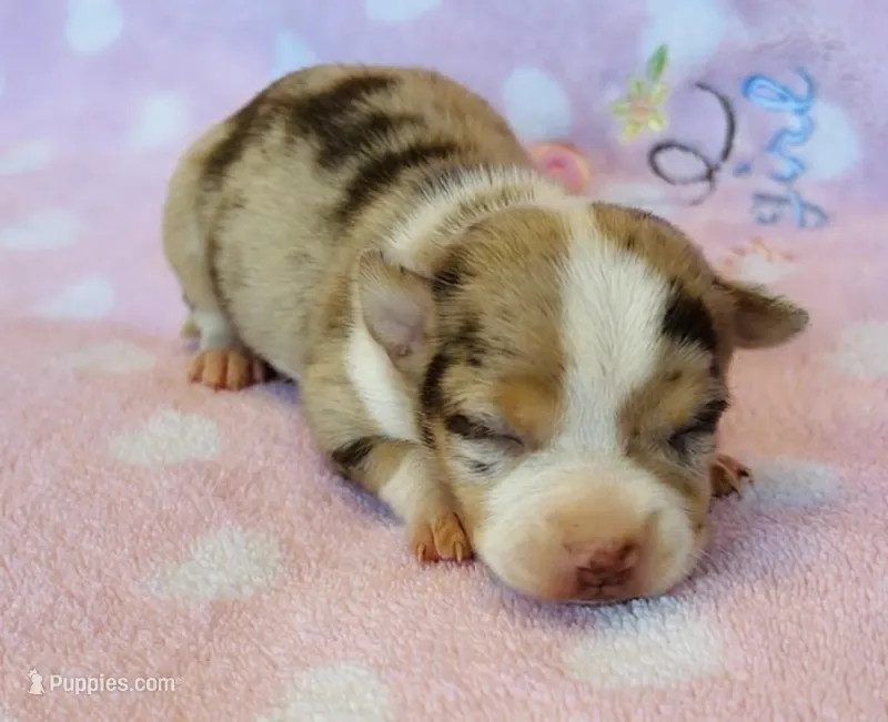 Chiquito – Chihuahua puppy for sale in Vilonia, AR