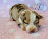 Chiquito, a male Chihuahua for sale in Vilonia, AR – Photo 1 of 3
