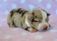 Chiquito, a male Chihuahua for sale in Vilonia, AR – Photo 2 of 3