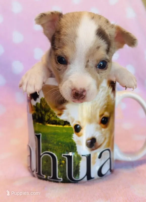 Chiquito – Chihuahua puppy for sale in Vilonia, AR