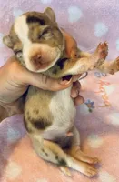 Chiquito, a male Chihuahua for sale in Vilonia, AR – Photo 3 of 3