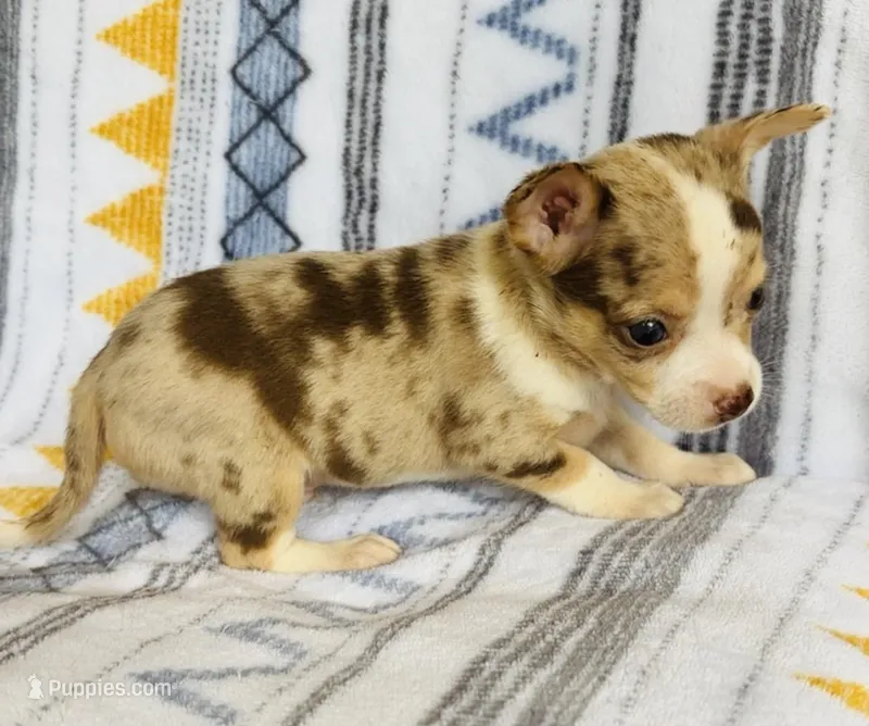 Chiquito – Chihuahua puppy for sale in Vilonia, AR