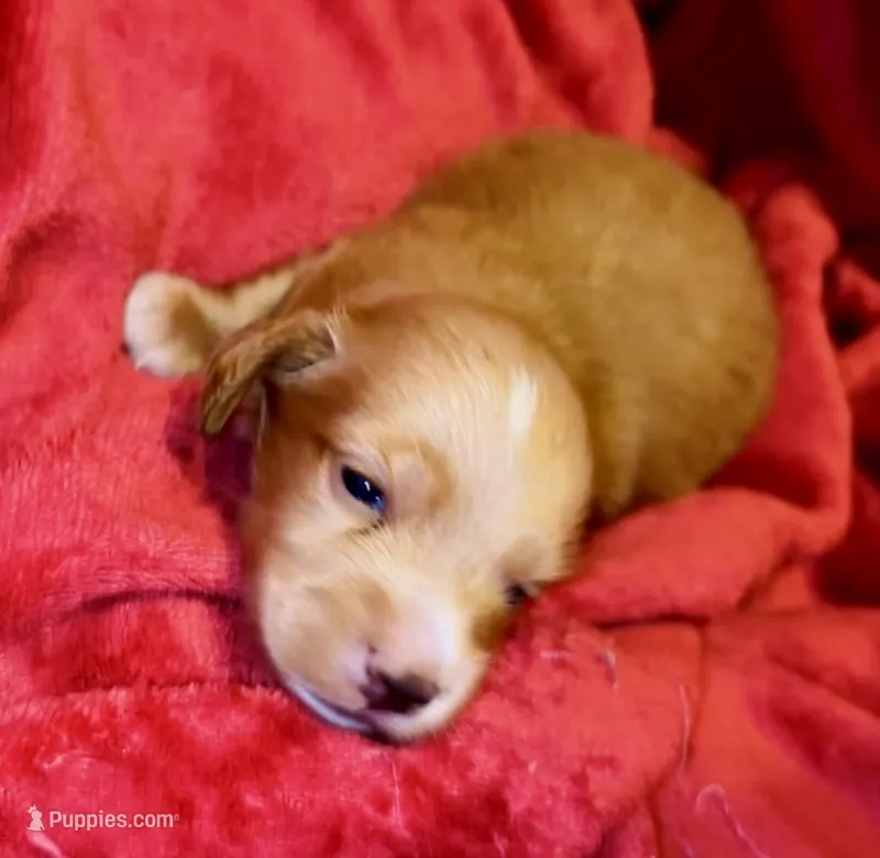 Butterscotch  – Miniature Dachshund puppy for sale in Vilonia, AR