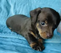 Winston, a male Miniature Dachshund for sale in Vilonia, AR – Photo 2 of 2