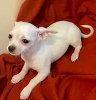 Remi , a male Chihuahua for sale in Vilonia, AR – 3 of 9