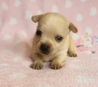 Sunny, a male Chihuahua for sale in Vilonia, AR – 3 of 4