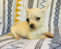 Remi , a male Chihuahua for sale in Vilonia, AR – 9 of 9