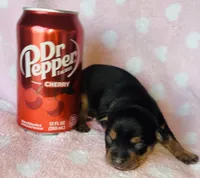 Jax, a male Chihuahua for sale in Vilonia, AR – Photo 1 of 2