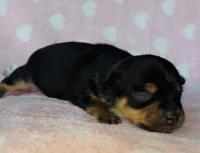 Jax, a male Chihuahua for sale in Vilonia, AR – Photo 2 of 2