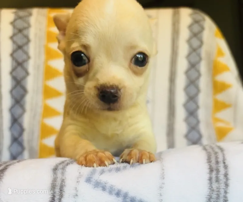 Buster – Chihuahua puppy for sale in Vilonia, AR